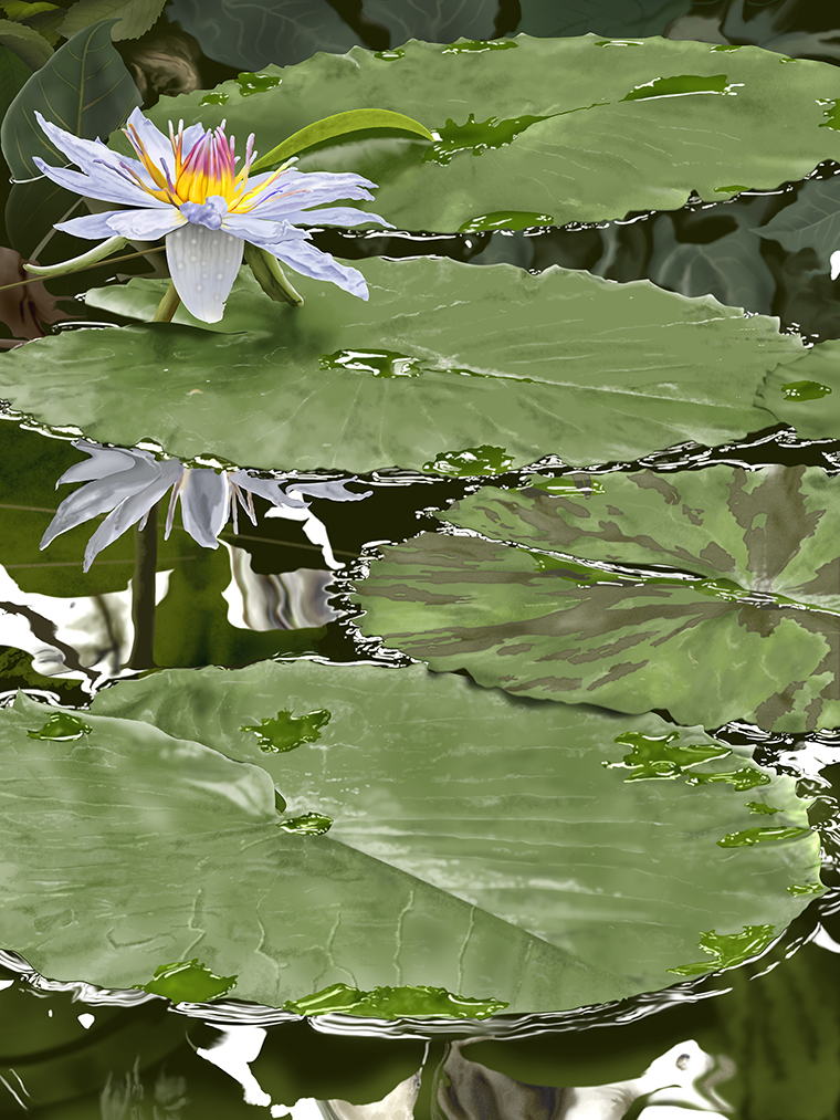 Water Lilly