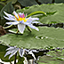 Water Lilly